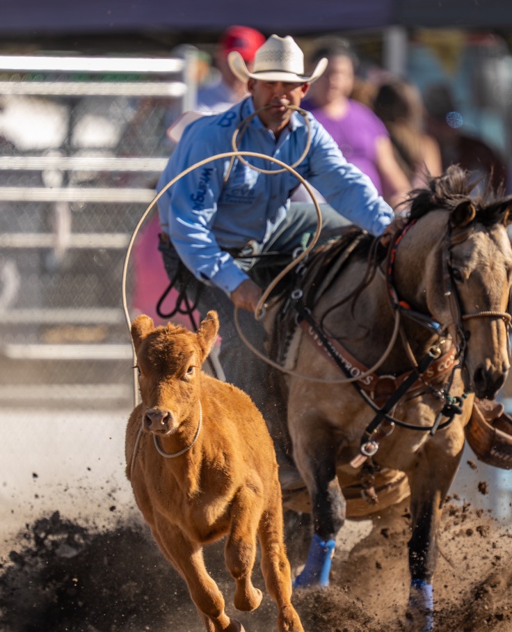 Tie-down roper and calf