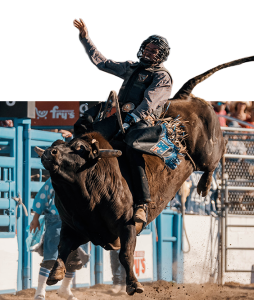 A bull rider in a helmet holds on as the bull bucks out of the chute.