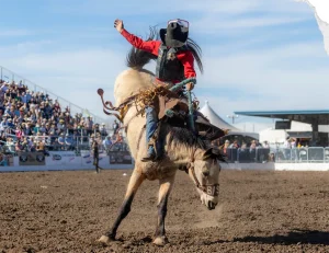 A saddle bronc rider in a red shirt reaches back as a buckskin horse bucks.