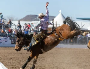 A saddle bronc rider leans back with one hand raised as a bay horse kicks high.