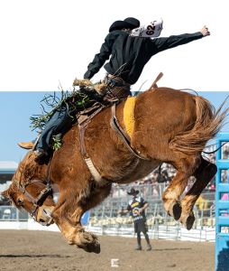 A chestnut bronc kicks its hind legs high as its rider is thrown back.