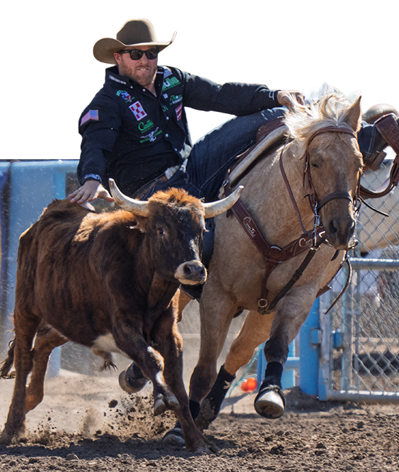 A steer wrestler in a black shirt and cowboy hat leans off his palomino horse to take a running steer by the horns.