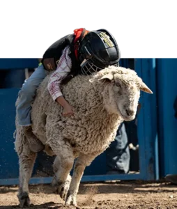 A child in a helmet riding a sheep in Mutton Bustin’