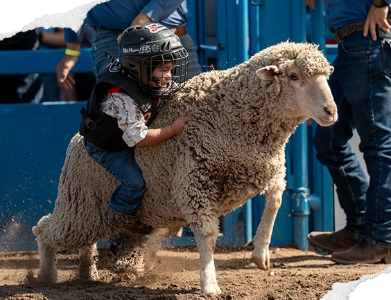 A young Mutton Bustin’ rider in a helmet and vest holding on to a sheep as it leaves the chute